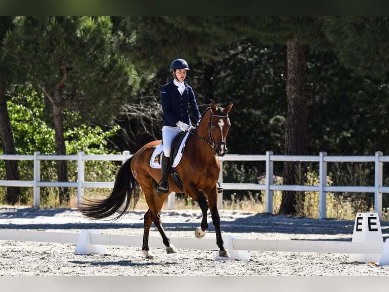 Spanisches Sportpferd Wallach 8 Jahre 161 cm Brauner in Salzhausen