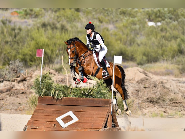 Spanisches Sportpferd Wallach 8 Jahre 161 cm Brauner in Salzhausen