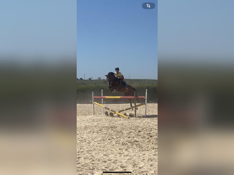 Spanisches Sportpferd Wallach 8 Jahre 161 cm Brauner in Salzhausen