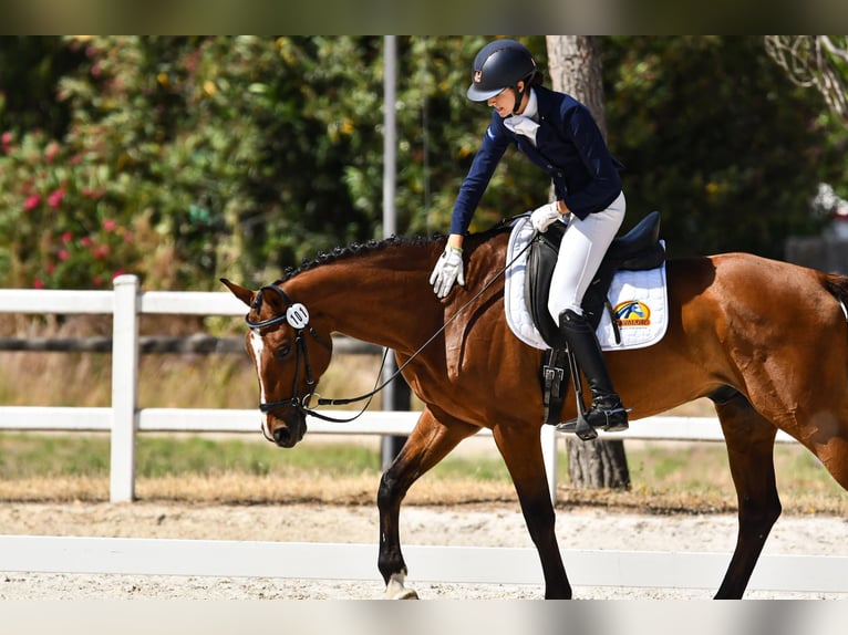 Spanisches Sportpferd Wallach 8 Jahre 161 cm Brauner in Salzhausen