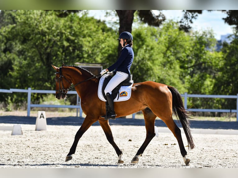 Spanisches Sportpferd Wallach 8 Jahre 161 cm Brauner in Salzhausen