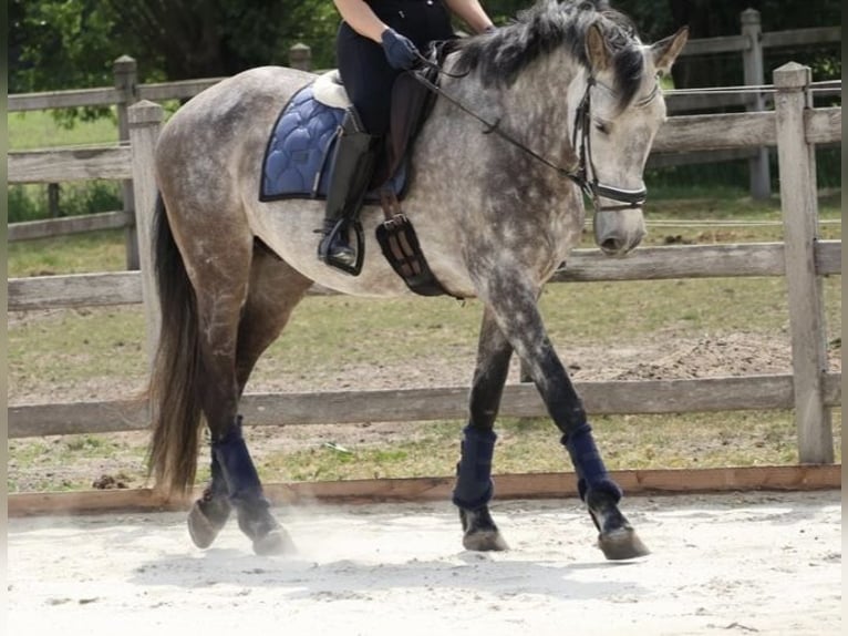 Spanisches Sportpferd Wallach 8 Jahre 166 cm Blauschimmel in Evergem