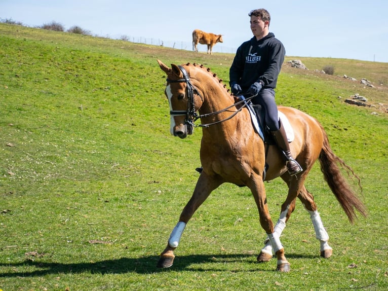 Spanisches Sportpferd Wallach 8 Jahre 167 cm Rotfuchs in Espirdo