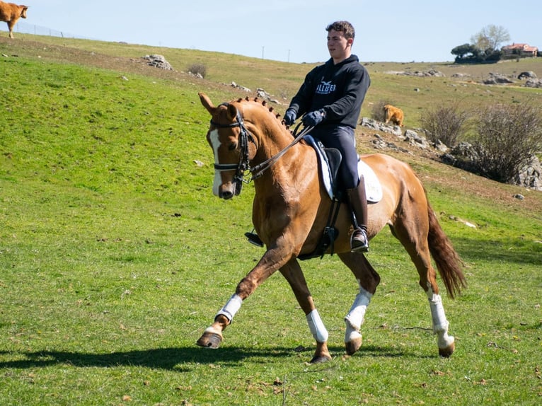 Spanisches Sportpferd Wallach 8 Jahre 167 cm Rotfuchs in Espirdo
