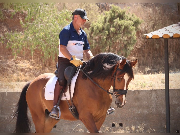Spanisches Sportpferd Wallach 8 Jahre 168 cm Brauner in Valencia