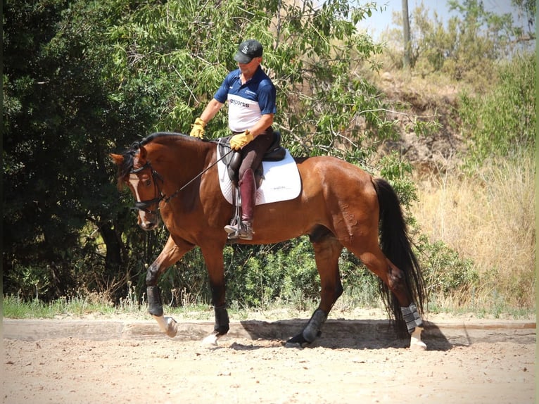 Spanisches Sportpferd Wallach 8 Jahre 168 cm Brauner in Valencia