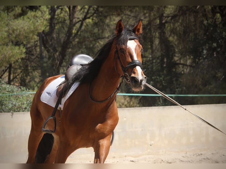 Spanisches Sportpferd Wallach 8 Jahre 168 cm Brauner in Valencia
