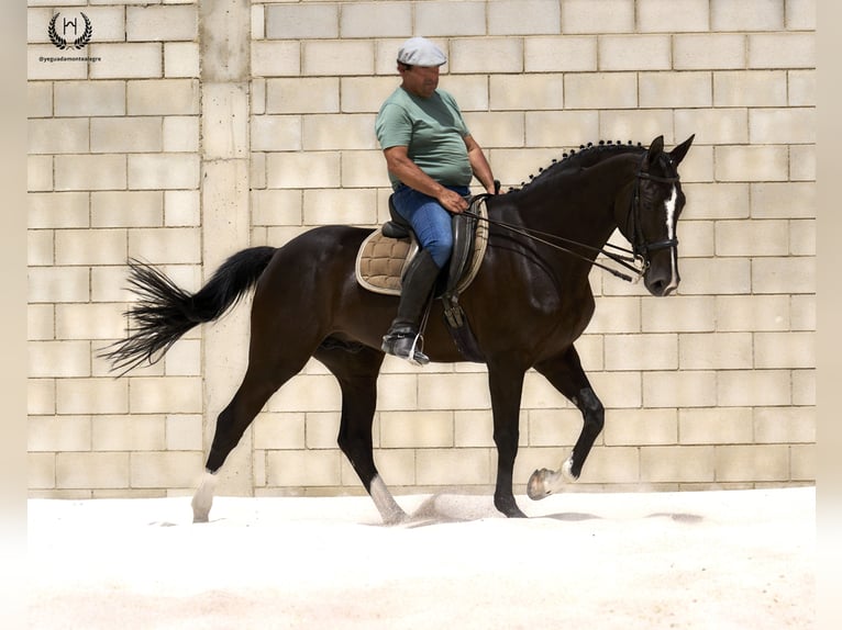 Spanisches Sportpferd Wallach 8 Jahre 168 cm Rappe in Navalperal De Pinares