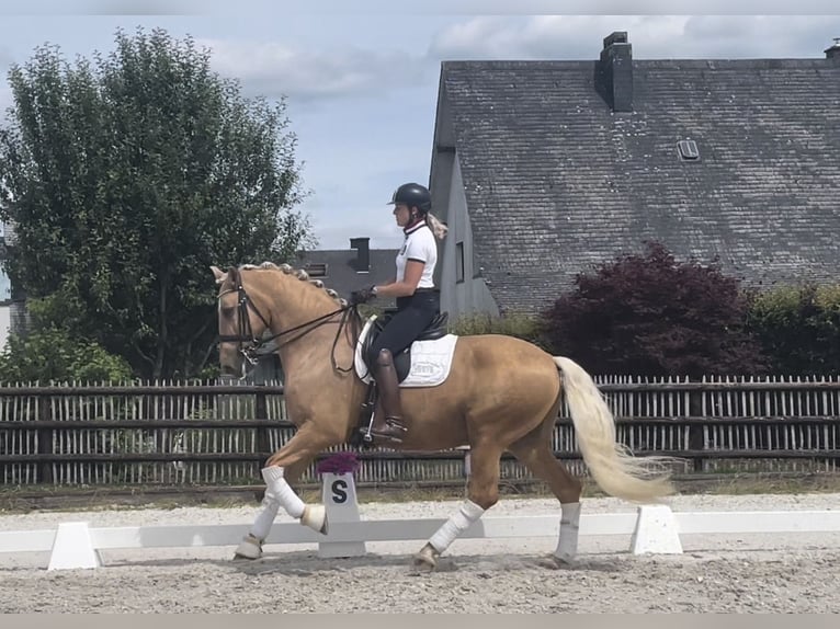 Spanisches Sportpferd Wallach 8 Jahre 169 cm Palomino in St.Vith