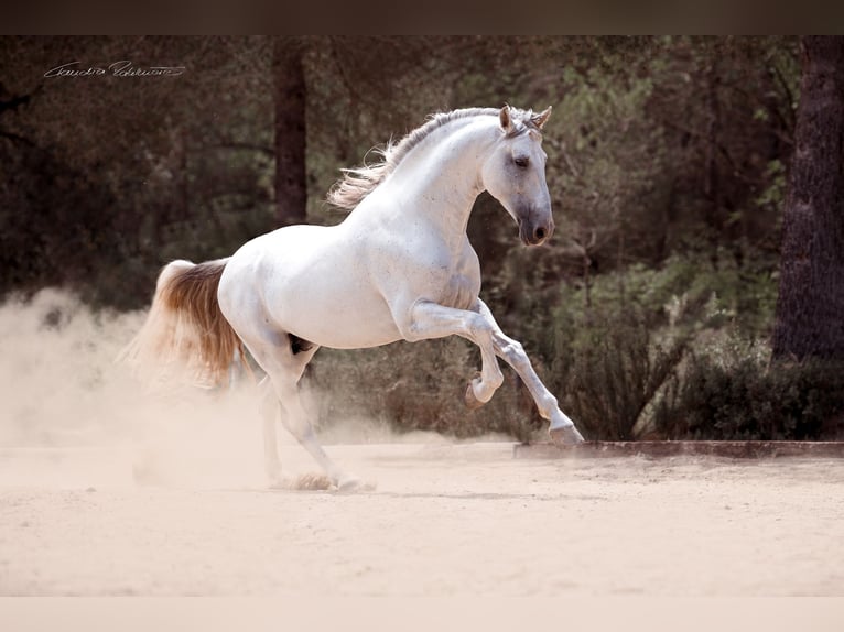 Spanisches Sportpferd Wallach 8 Jahre 169 cm Schimmel in TarragonaTarragona