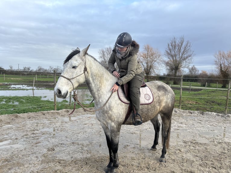 Spanisches Sportpferd Wallach 8 Jahre 170 cm Apfelschimmel in Sainte radegonde des noyers
