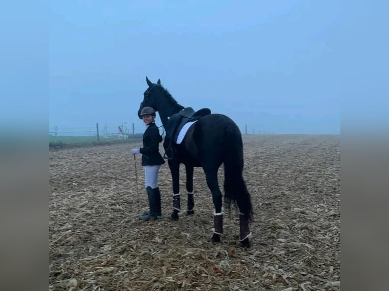 Spanisches Sportpferd Wallach 8 Jahre 170 cm Dunkelbrauner in Kollegg