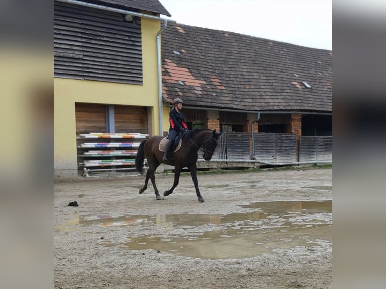 Spanisches Sportpferd Wallach 8 Jahre 170 cm  in Kollegg