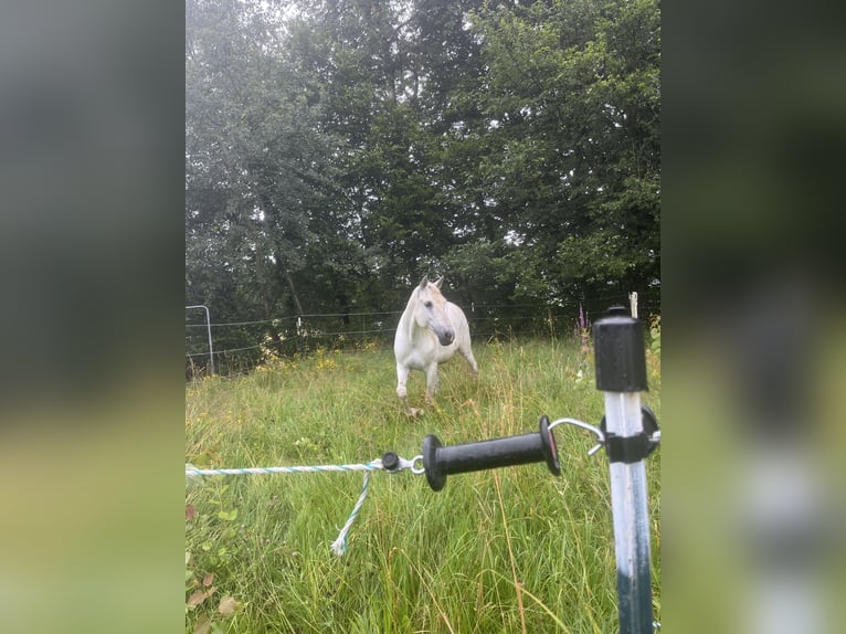 Spanisches Sportpferd Wallach 9 Jahre 152 cm Schimmel in Edling