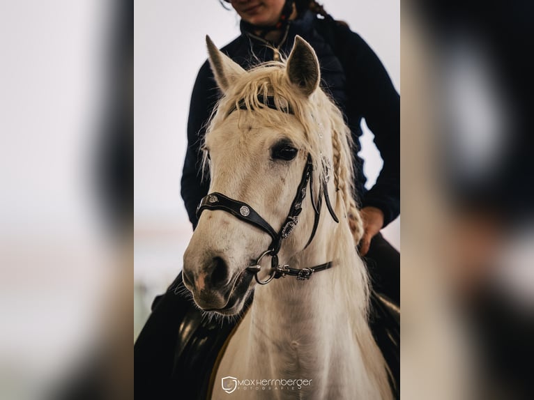 Spanisches Sportpferd Wallach 9 Jahre 152 cm Schimmel in Edling