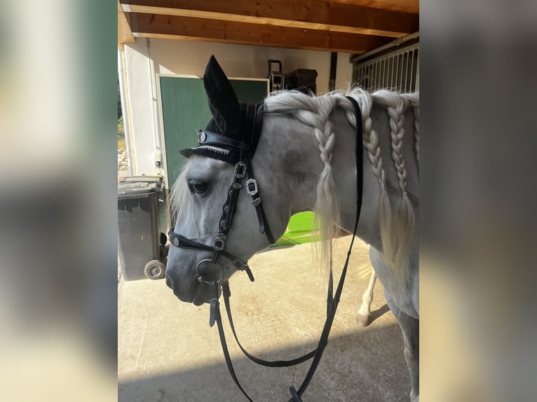 Spanisches Sportpferd Wallach 9 Jahre 152 cm Schimmel in Edling