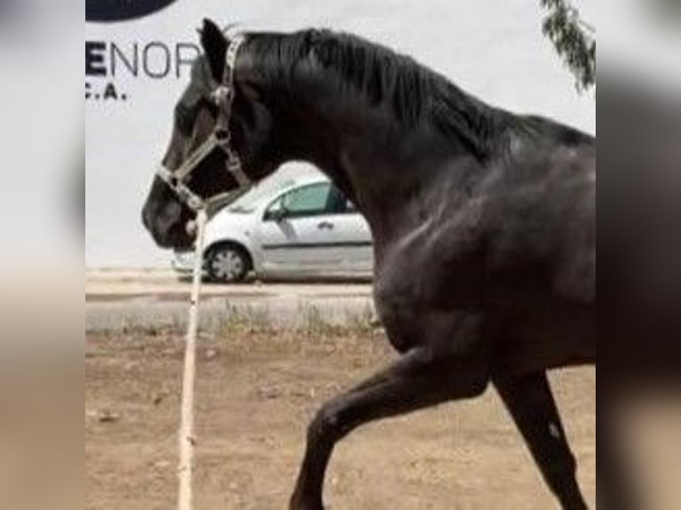 Spanisches Sportpferd Mix Wallach 9 Jahre 158 cm Rappe in Sevilla
