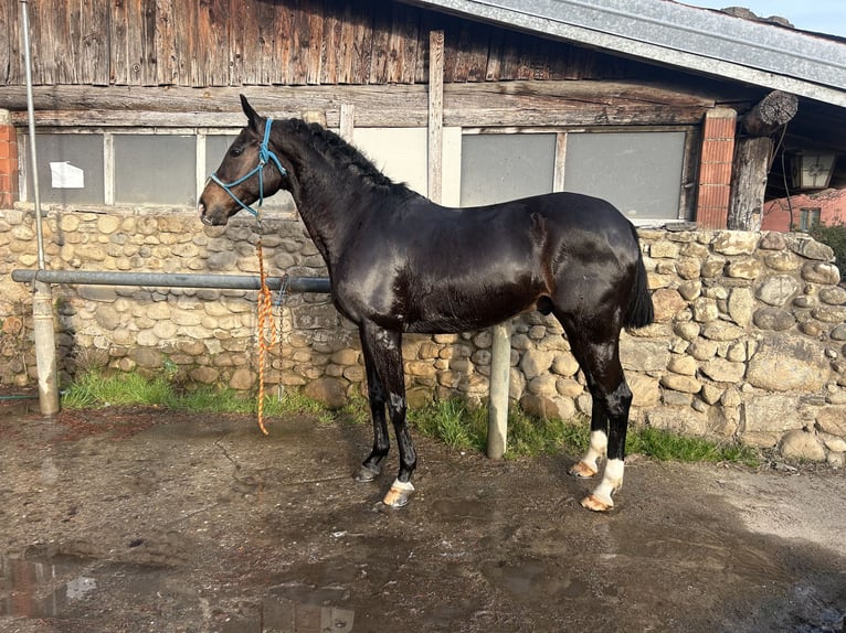 Spanisches Sportpferd Wallach 9 Jahre 159 cm Schwarzbrauner in Santo Stefano