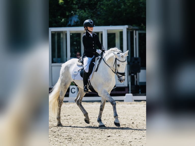 Spanisches Sportpferd Wallach 9 Jahre 160 cm Schimmel in Dinslaken