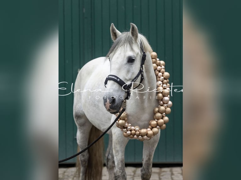 Spanisches Sportpferd Wallach 9 Jahre 160 cm Schimmel in Dinslaken