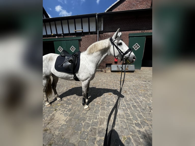 Spanisches Sportpferd Wallach 9 Jahre 160 cm Schimmel in Dinslaken