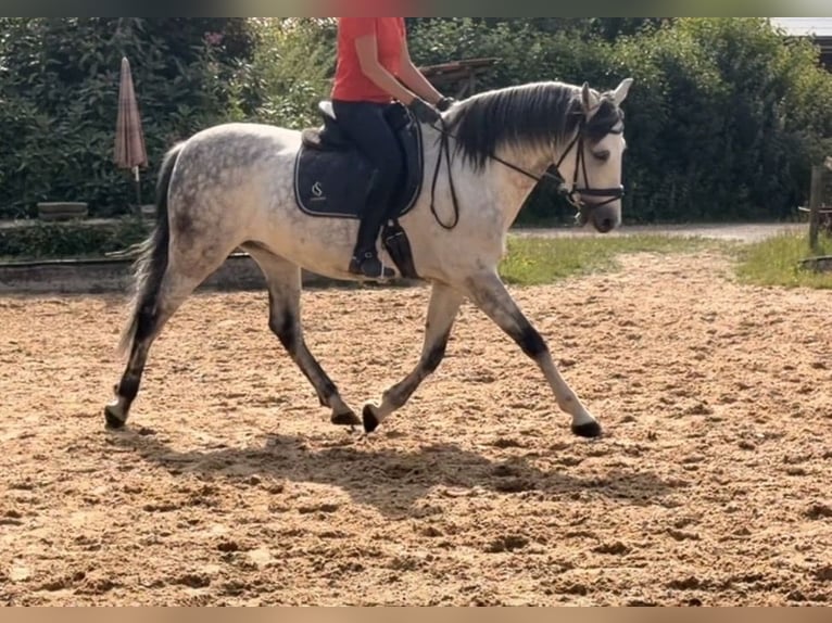 Spanisches Sportpferd Wallach 9 Jahre 160 cm Schimmel in TutzingTutzing