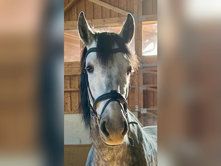 Spanisches Sportpferd Wallach 9 Jahre 160 cm Schimmel in TutzingTutzing