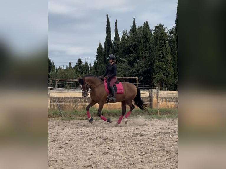 Spanisches Sportpferd Mix Wallach 9 Jahre 163 cm Hellbrauner in Els Poblets
