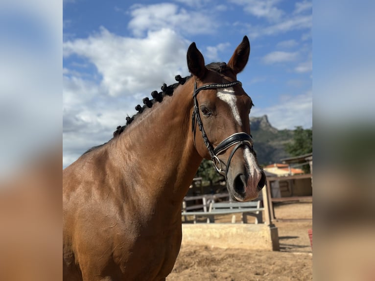 Spanisches Sportpferd Mix Wallach 9 Jahre 163 cm Hellbrauner in Els Poblets