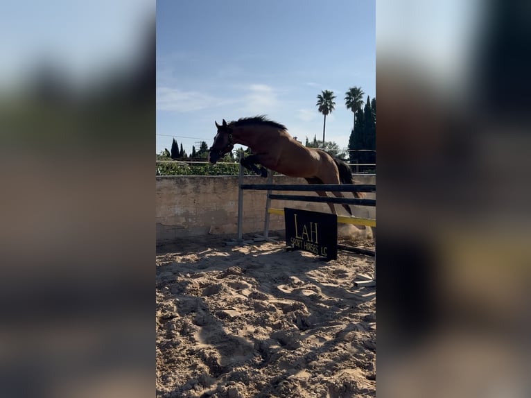 Spanisches Sportpferd Mix Wallach 9 Jahre 163 cm Hellbrauner in Els Poblets