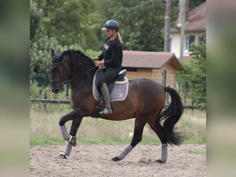 Spanisches Sportpferd Wallach 9 Jahre 164 cm Dunkelbrauner in La Genevraye