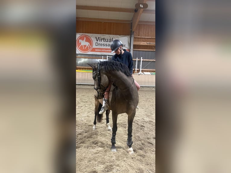 Spanisches Sportpferd Wallach 9 Jahre 165 cm Falbe in Aldrans