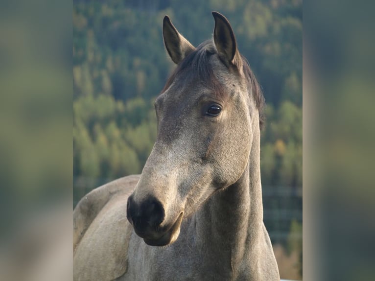 Spanisches Sportpferd Wallach 9 Jahre 165 cm Falbe in Aldrans