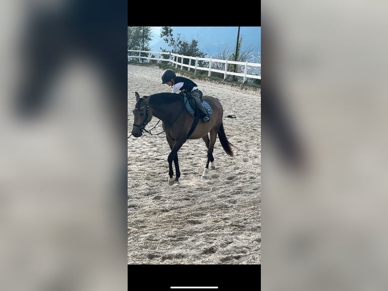 Spanisches Sportpferd Wallach 9 Jahre 165 cm Falbe in Aldrans