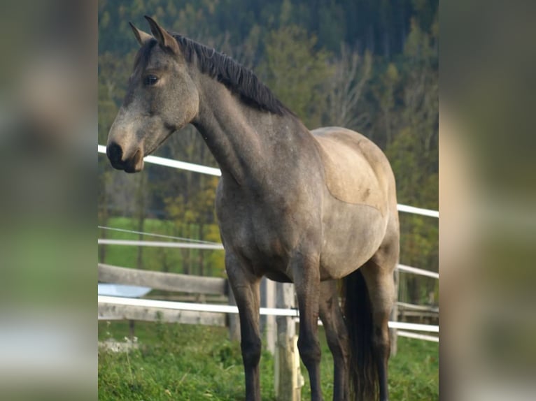 Spanisches Sportpferd Wallach 9 Jahre 165 cm Falbe in Aldrans