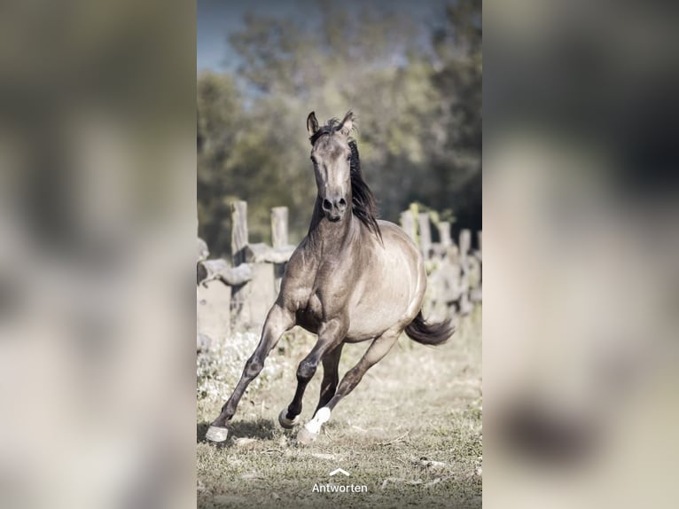 Spanisches Sportpferd Wallach 9 Jahre 165 cm Falbe in Aldrans