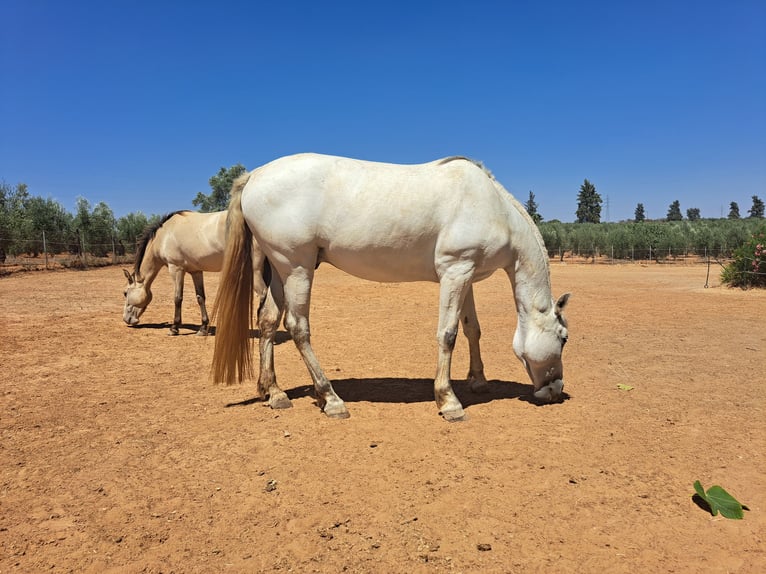 Spanisches Sportpferd Mix Wallach 9 Jahre 165 cm Schimmel in Almonte