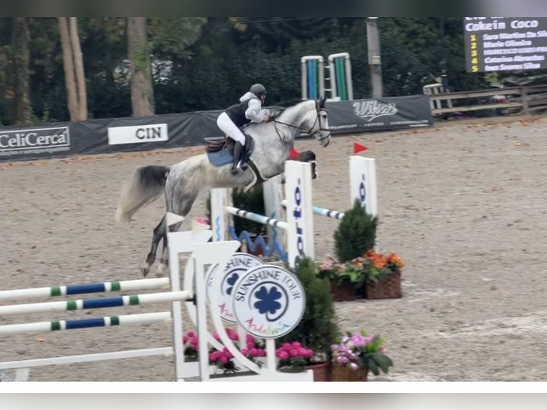 Spanisches Sportpferd Wallach 9 Jahre 165 cm Schimmel in Matosinhos