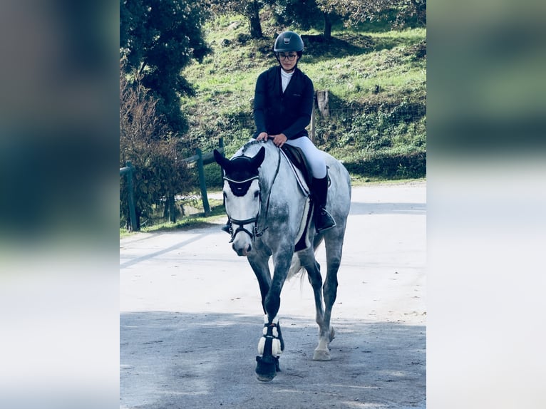 Spanisches Sportpferd Wallach 9 Jahre 165 cm Schimmel in Matosinhos