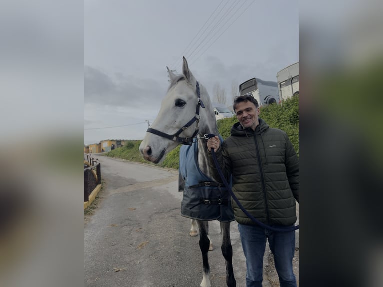 Spanisches Sportpferd Wallach 9 Jahre 165 cm Schimmel in Matosinhos