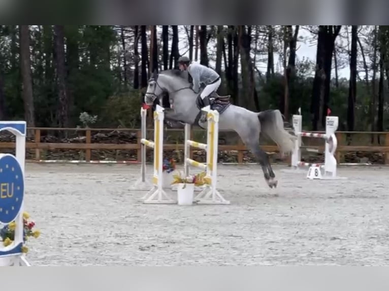 Spanisches Sportpferd Wallach 9 Jahre 165 cm Schimmel in Matosinhos