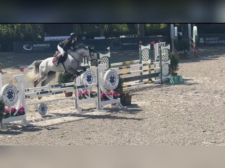 Spanisches Sportpferd Wallach 9 Jahre 165 cm Schimmel in Matosinhos
