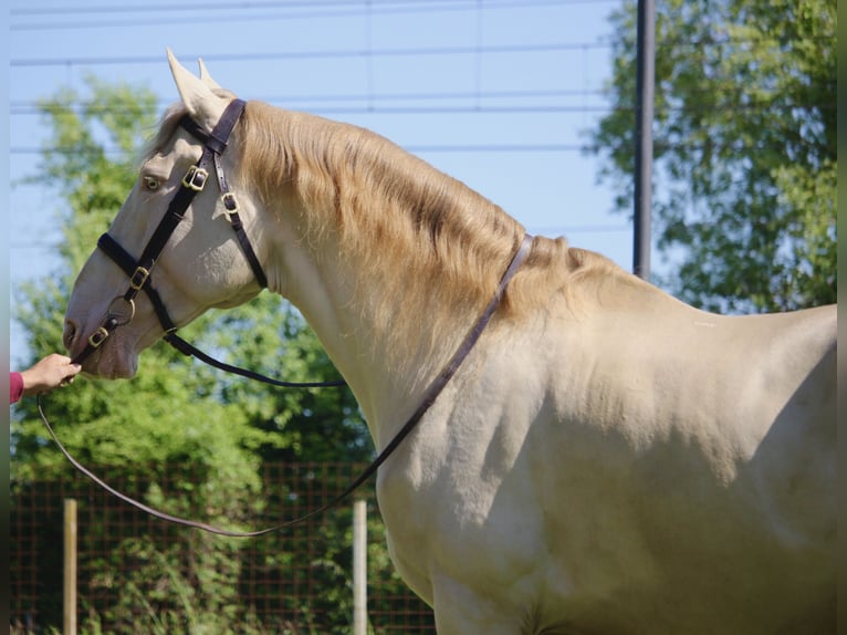 Spanisches Sportpferd Wallach 9 Jahre 170 cm Cremello in Portogruaro
