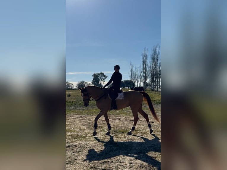 Spanisches Sportpferd Wallach 9 Jahre 170 cm Fuchs in Madrid