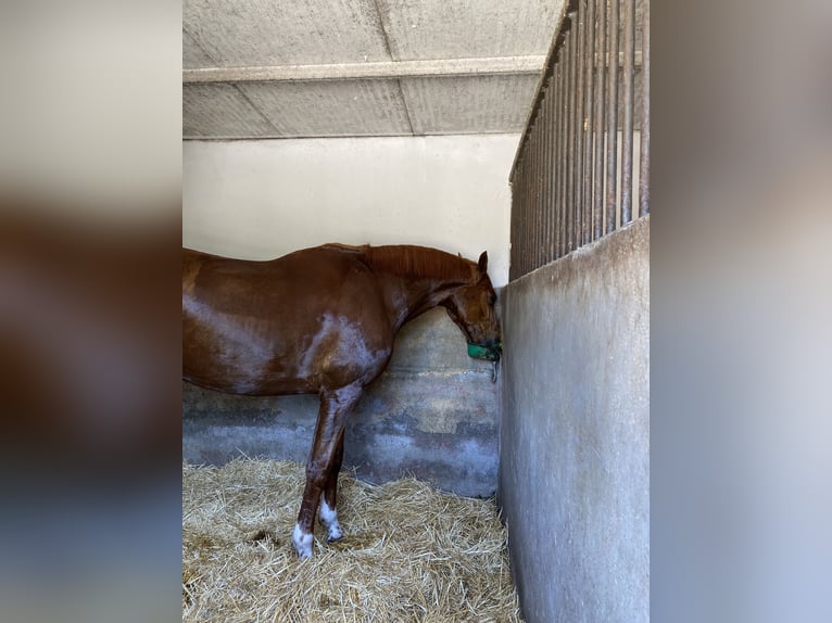Spanisches Sportpferd Wallach 9 Jahre 170 cm Fuchs in Madrid