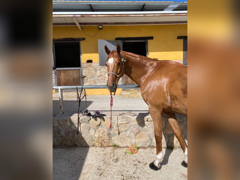 Spanisches Sportpferd Wallach 9 Jahre 170 cm Fuchs in Madrid
