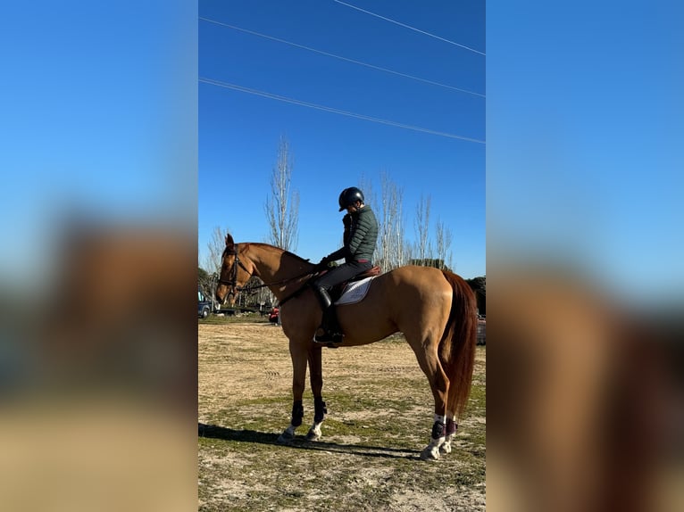 Spanisches Sportpferd Wallach 9 Jahre 170 cm Fuchs in Madrid