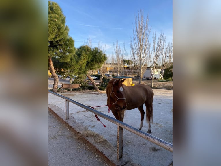 Spanisches Sportpferd Wallach 9 Jahre 170 cm Fuchs in Madrid
