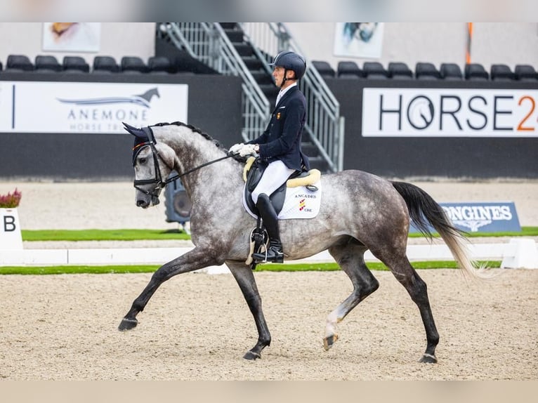 Spanisches Sportpferd Wallach 9 Jahre 170 cm Schimmel in Silleda (Casco Urbano)