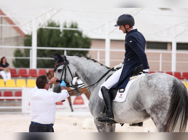 Spanisches Sportpferd Wallach 9 Jahre 170 cm Schimmel in Silleda (Casco Urbano)